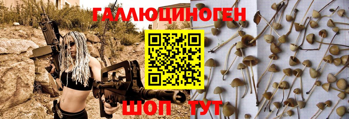 Галлюциногенные грибы Psilocybine cubensis Гай